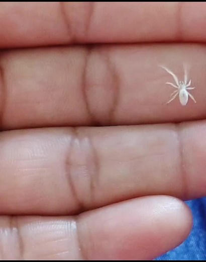 Tiny White Spider - Facts, Behavior, and Bite
