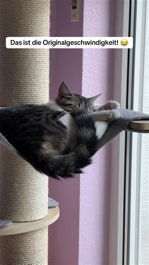 Nach der ganzen Aufregung, habe ich mit Yoga angefangen! Habe eine neue Übung entwickelt! Diese habe ich ‚der absteigende Python‘ genannt! Hi, hi, hi! 🤭😂😂😂 . #katze #cat #catlover #catlife #cats