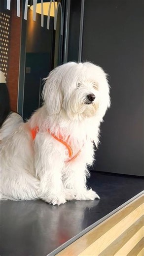 What a very cute Dog. #viral