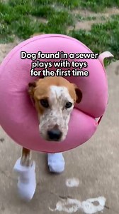 He learns to dog by doing everything his husky brother does ❤️ Phelps' new mom shared his amazing transformation story with us. Watch his brother teach him how to play! Special thanks to Phelps, Crystal & Pawsitive Tails Dog Rescue! Follow along on TikTok: thedo.do/pawsitivetailsdogrescue. | The Dodo