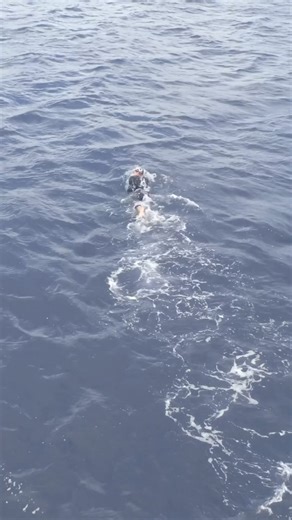 A GOOD SWIMMER DOES NOT BECOME TENSE 🏊‍♂️ @andy.swimming 🎥 @greatoceanwetsuits | Effortless Swimming
