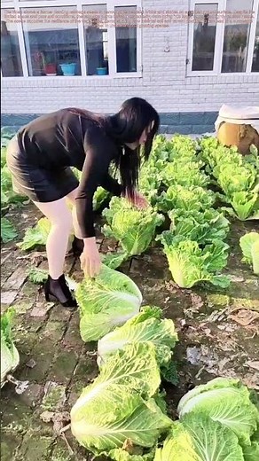 Crack Harvest: How Urban Cracks Grow Surprise Vegetables