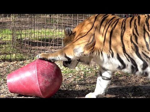 A Big Cat Is Still A Cat!