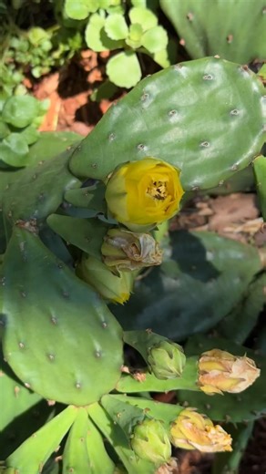 Believe it or not, there are cacti native to Massachusetts 😲 Prickly Pear Cactus, some with a reddish hue inside and some without, may be found in sandy coastal habitats. Local pollinators, such as the Common Sweat Bee circling the flower here, take advantage of the bright blooms as they open. These beautiful plants are rare, so if you see one, leave it be and admire it where it is. And, you can submit your sighting to https://www.mass.gov/how-to/report-rare-species-vernal-pool-observations | M