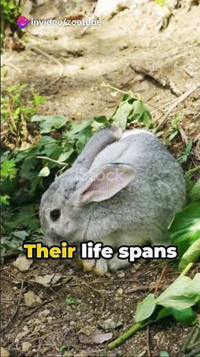 Rabbit||Netherland Dwarf Rabbits:Tiny Wonders with Giant Personalities||8. Dwarf Bunny Facts||