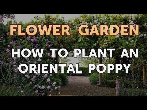How to Plant an Oriental Poppy