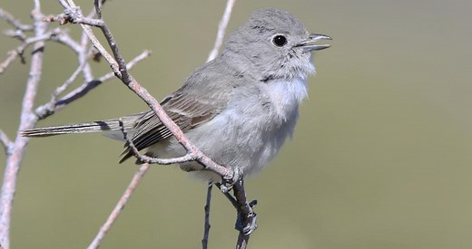 Gray Vireo Identification, All About Birds, Cornell Lab of Ornithology