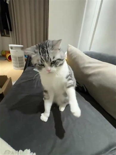 Evil Cat's Confusing Boxing Moves! 🐾😹 Cats Boxing PetFacts