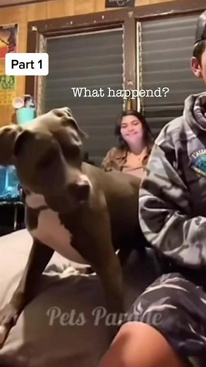 Scaring Dogs Funny Videos Compilation