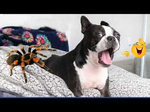 You Will Die Laughing At These FUNNY ANIMALS 🤣 Best Funny Animals Video Ever!