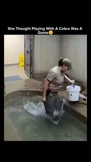 THETIX on Instagram: "The video depicts a male zookeeper in a khaki uniform entering a shallow pool enclosure to manage and clean around a large reticulated python. Contrary to the caption, the handler is clearly male, not female, and the snake is a python rather than a cobra. The python coils near him in a controlled manner, showing no signs of aggression. These caption inaccuracies—both the gender mismatch and the misidentification of the species—have fueled widespread replies labeling the cli