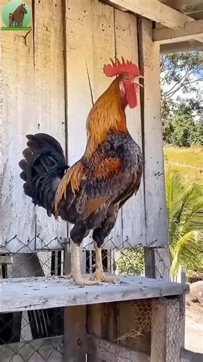 Early Morning Rooster Sound – Wake Up Call! 🌅🐓