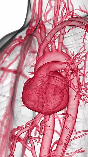 174K views · 2.2K reactions |  The Beating Heart: A Transparent View...