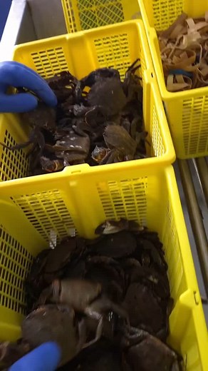 #liveshellfish #marisco #mariscovivo #seafood #necoras #navalheiras | Travara Shellfish