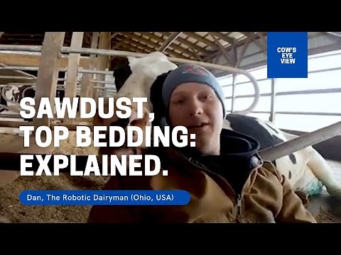 Sawdust, Top Bedding for Dairy Cow Mattress: Explained