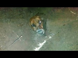 To avoid paying the vet, the person she trusted most abandoned her and left her to end her life