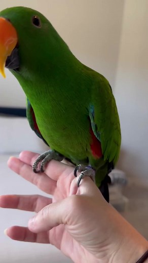 Eclectus Parrot Free Flight Adventure in Utah