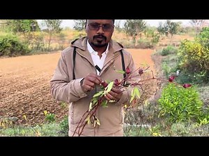 Roselle plant uses |