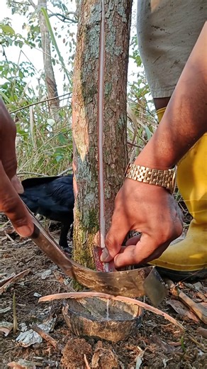 Working To Gather Natural Rubber SaP #rubberwood #rubbertapping #oddlysatisfying #nature