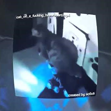 ＨＯＶＥＲＢＯＡＲＤ ＣＡＴ