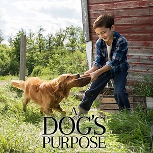 1.1M views · 15K reactions | Witness the incredible journey that will make you believe in second chances. #ADogsPurpose - in theaters January 27. | A Dog's Journey | Facebook
