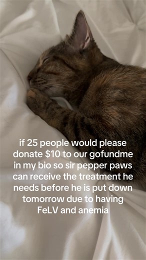 Pepper (@sirpepperpawz)’s videos with original sound - random_stuff