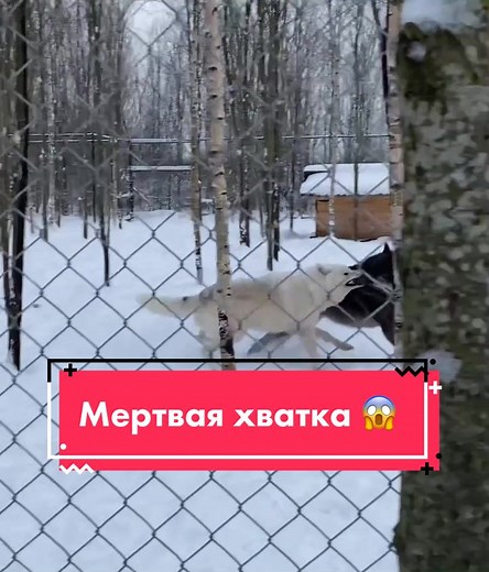 🤍🖤 #волки #wolfs #russia #spb