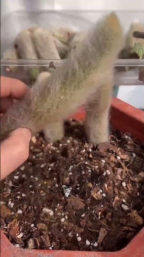 How to Propagate Cactus from Cuttings | Easy Step-by-Step