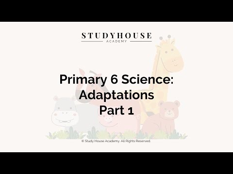 Adaptation (Part 1) | Primary 6 | Learn with Study House Academy