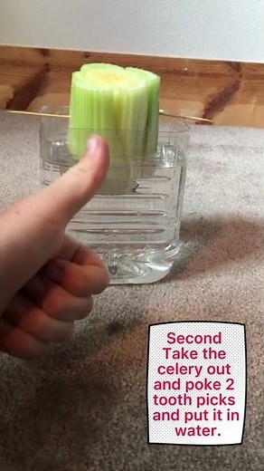 How to grow celery simple at home.