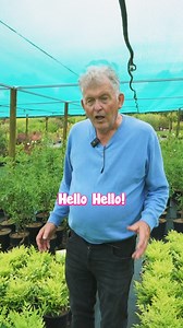 Lemon Lime Nandina is a low-maintenance, fast-growing plant with vibrant lime green foliage accented by lemon tones on new growth. Grab Lemon Lime Nandina TODAY⬇️ https://www.thetutuguru.com.au/shop/nandina-lemon-and-lime/ #hellohelloplants #lemonlimenandina #nursery #melbourne #australia | Hello Hello Plants & Garden Supplies | Facebook