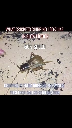 Cricket Stridulation in Slow Motion: The Science of Chirping