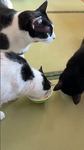 ちょっと分けてね