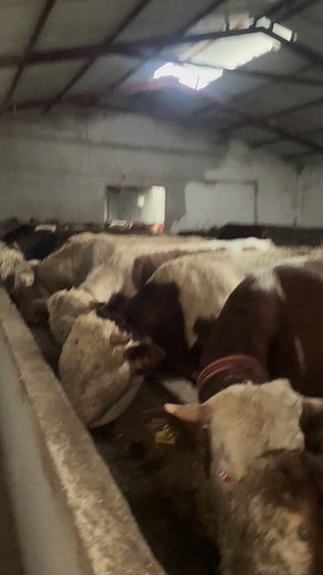 Şen besi çiftliği TikTok'ta