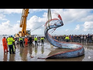 A Rare Giant Oarfish Emerges from the Deep | Ocean Discovery Documentary