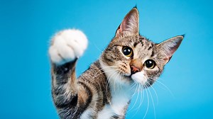 Secondhand Hounds hosting cat adoption event