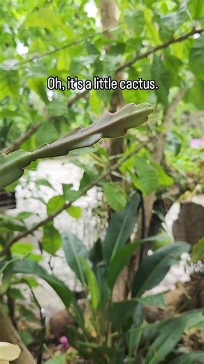 Meet Epiphyllum 'Pegasus,' a gorgeous cactus blooming outside of the LaGrippe Orchid Garden. 🩷 This epiphytic cactus is native to South and Central America, favoring humid and tropical environments over typical cacti homes - the desert. Using its roots, Epiphyllum will grab onto a tree to support its long, flimsy stems. This means it has an 'epiphytic' growth habit. The term epiphytic comes from the Greek epi- (meaning 'upon') and phyton (meaning 'plant'). Epiphyllum is an epiphyte, so it will 