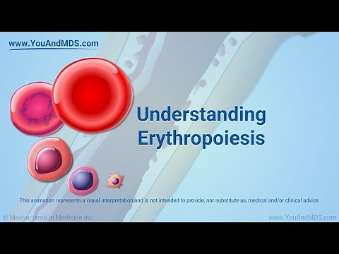 Understanding Erythropoiesis