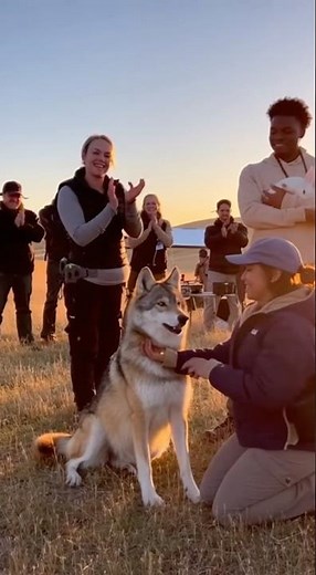 “Behind the Scenes: A Real Wolf Filming a Chase Scene With a Rabbit!”