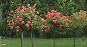 38K views · 1.3K reactions | That song isn’t just emotional—it’s personal.” | 96's | Facebook