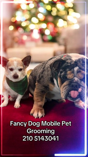 Fancy Dog Mobile Pet Our groomers will take the time to get to know your pup and their individual needs, ensuring that your dog looks and feels its best after every appointment #sanantoniogrooming #mobilepetgrooming #ConvenientPetCare @Melanie Monteagudo @Los corgis Wilshito & Camila @FRIENDS⭐️Stars @Lady Multitask