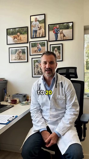 Caring for Your Dog: Expert Tips from a Veterinarian