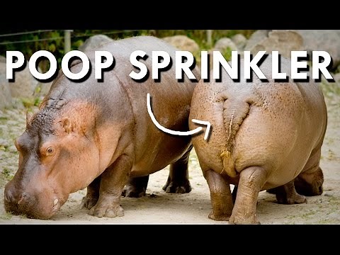 Africa's Deadliest Poop Sprinkler