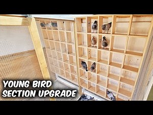 130 PERCHES In The Pigeon Loft!