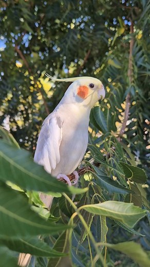 “My little singer birds, the best comforters.”“🎶🐦 #stressreliever #singingbird #comforters #whistle #whistling #cocktails #petcare #petlovers #petfriendly #petadoption #animalshelter #shelterpets #felinefriend #familypet #birds #animalwelfare #trending #reels | Wishshiell Soreno Kileste