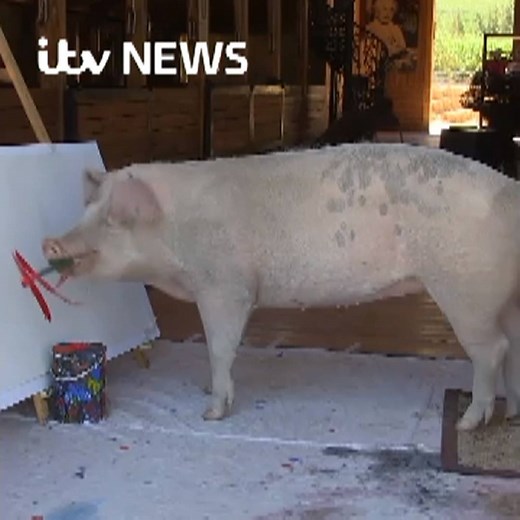 Meet Pigcasso, the pig creating art that sells for thousands: http://bit.ly/2ob3a8T | ITV News