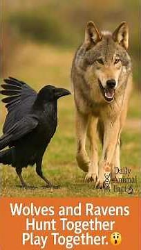 Wolves and Ravens: Hunt Together, Play Together. 😲