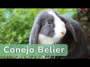 Conejo Belier: Características y comportamiento de esta Raza 🐰 | Guía completa