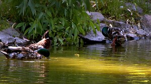 Free Birds Videos: 4K & HD | No Watermark | Download Now