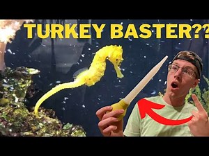 Seahorse Feeding! The trick to THE BEST WAY to Feed Seahorses!